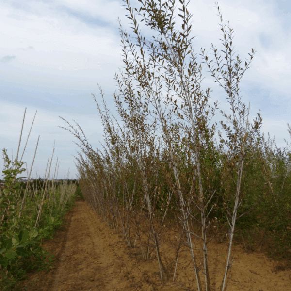 SALIX daphnoides – Image 4