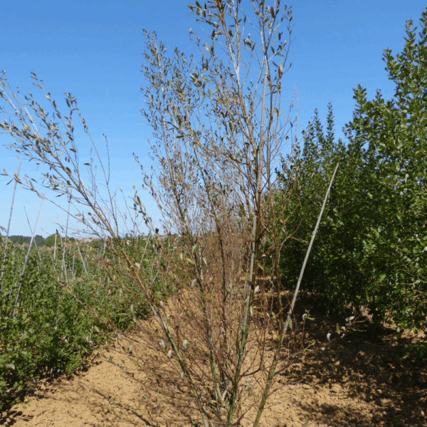 SALIX daphnoides – Image 6