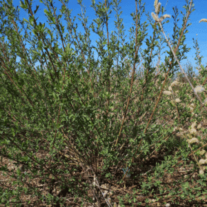 SALIX purpurea