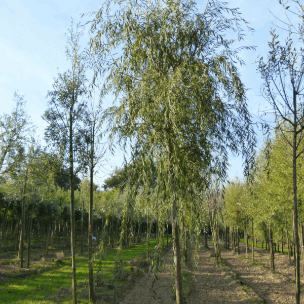SALIX x sepulcralis 'Chrysocoma' – Image 3