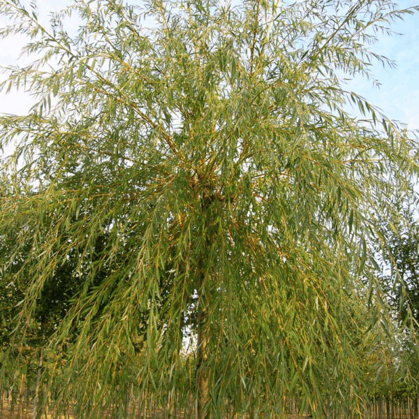 SALIX x sepulcralis 'Chrysocoma' – Image 2