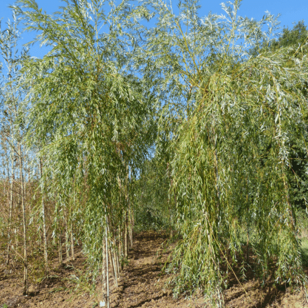 SALIX x sepulcralis 'Chrysocoma' – Image 5