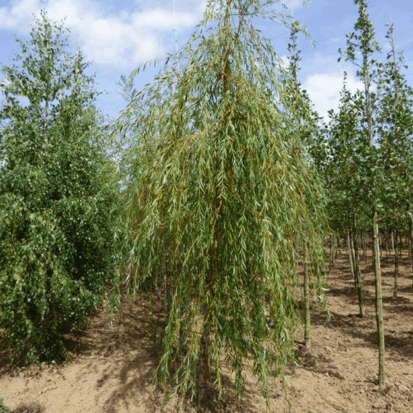 SALIX x sepulcralis 'Chrysocoma' – Image 4