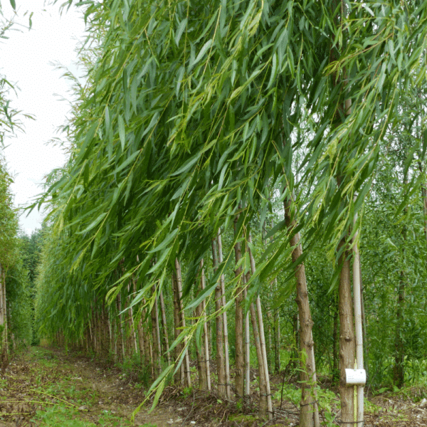SALIX triandra – Image 5