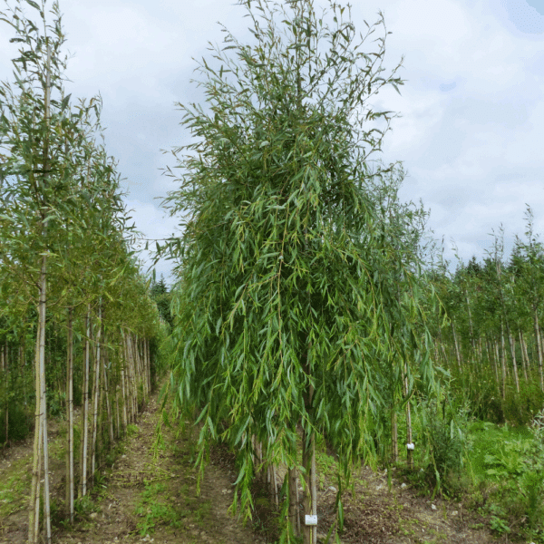 SALIX triandra – Image 4