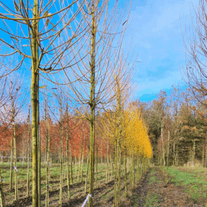 SALIX viminalis