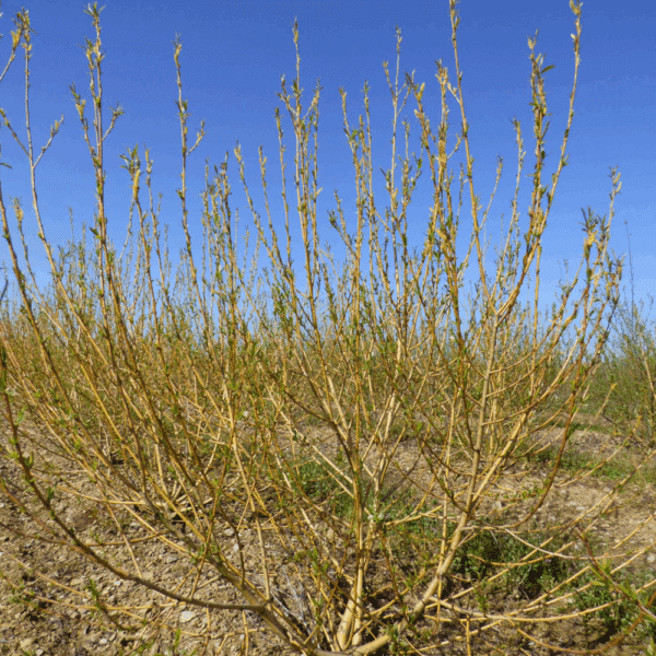SALIX viminalis – Image 2