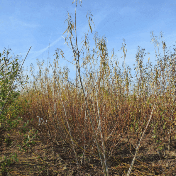 SALIX viminalis – Image 5