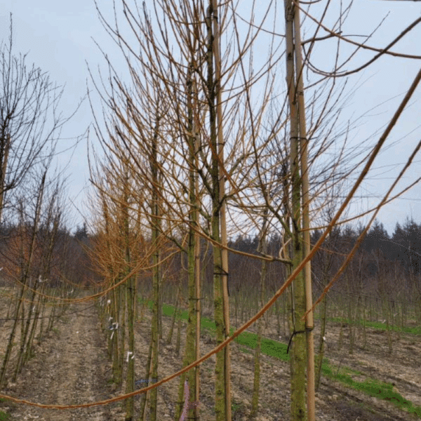 SALIX viminalis – Image 7