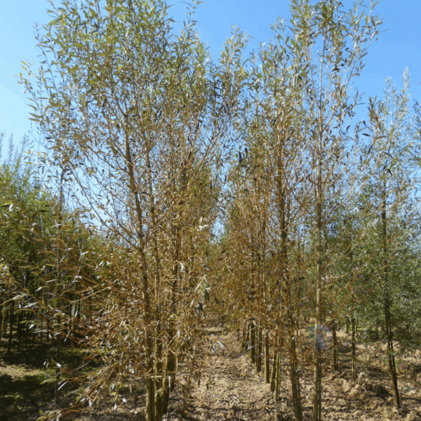 SALIX viminalis – Image 6