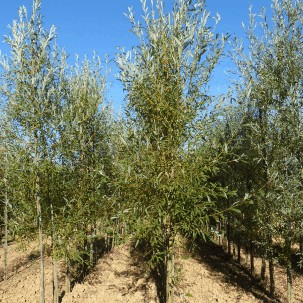 SALIX viminalis – Image 4