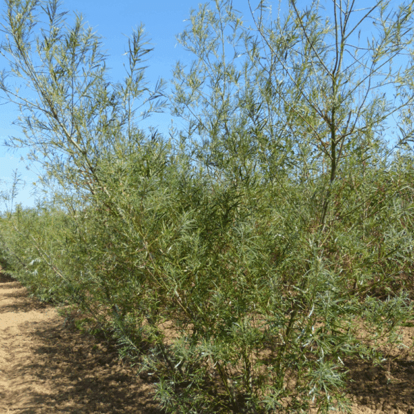 SALIX viminalis – Image 3