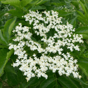 SAMBUCUS nigra