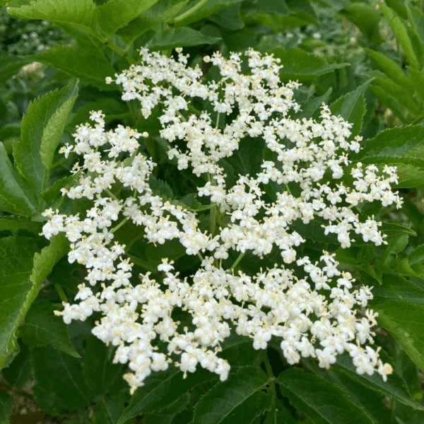SAMBUCUS nigra