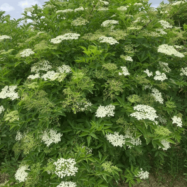 SAMBUCUS nigra – Image 5