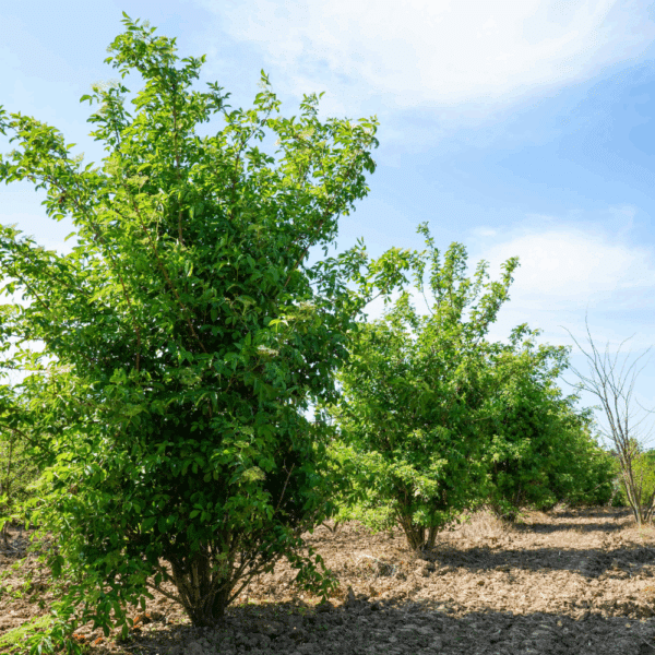 SAMBUCUS nigra – Image 6