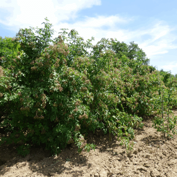SAMBUCUS nigra – Image 4