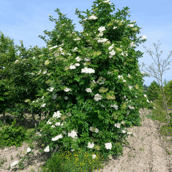 SAMBUCUS nigra – Image 2