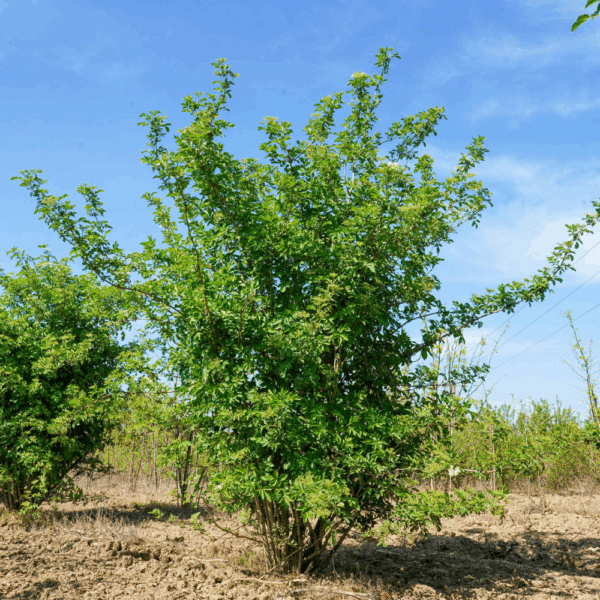 SAMBUCUS nigra – Image 3