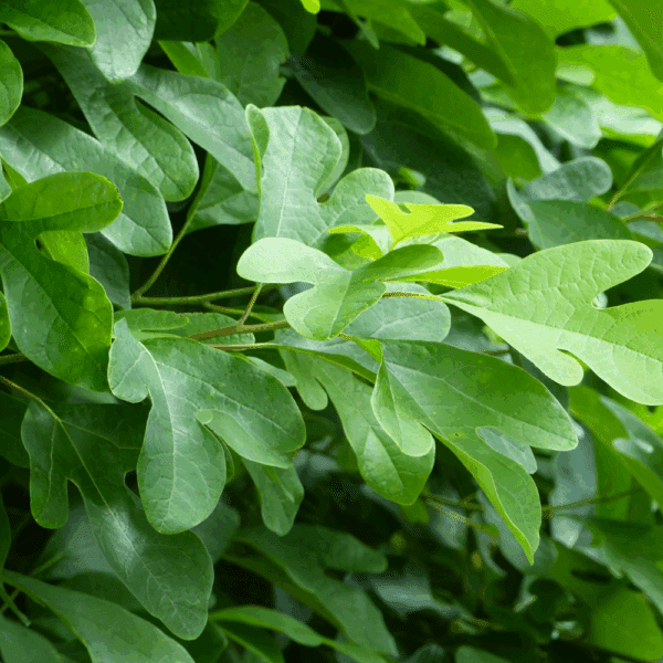 SASSAFRAS albidum – Image 3