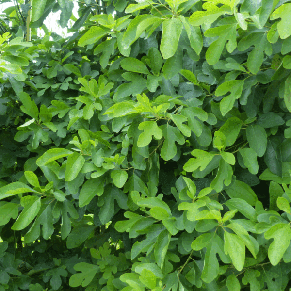 SASSAFRAS albidum – Image 6