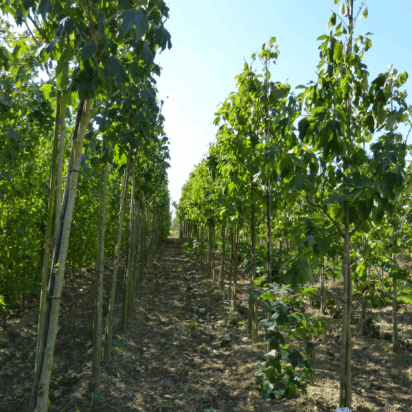 SASSAFRAS albidum – Image 5