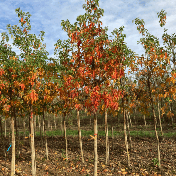 SASSAFRAS albidum – Image 2