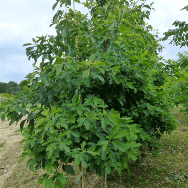 SASSAFRAS albidum – Image 8