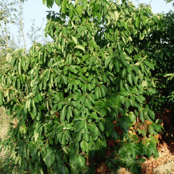 SASSAFRAS albidum – Image 4