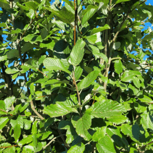 SORBUS aria