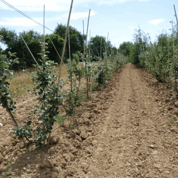 SORBUS aria – Image 7