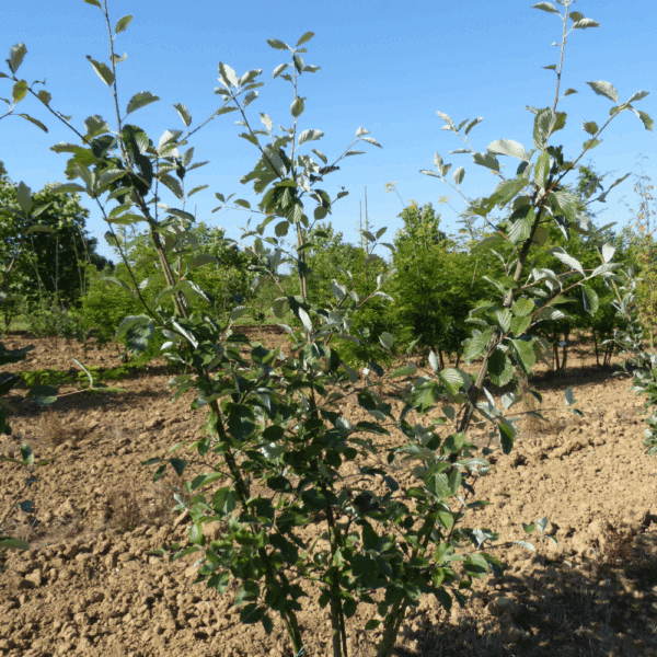SORBUS aria – Image 5