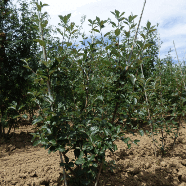 SORBUS aria – Image 3