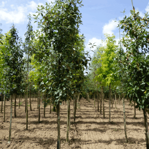 SORBUS aria – Image 4