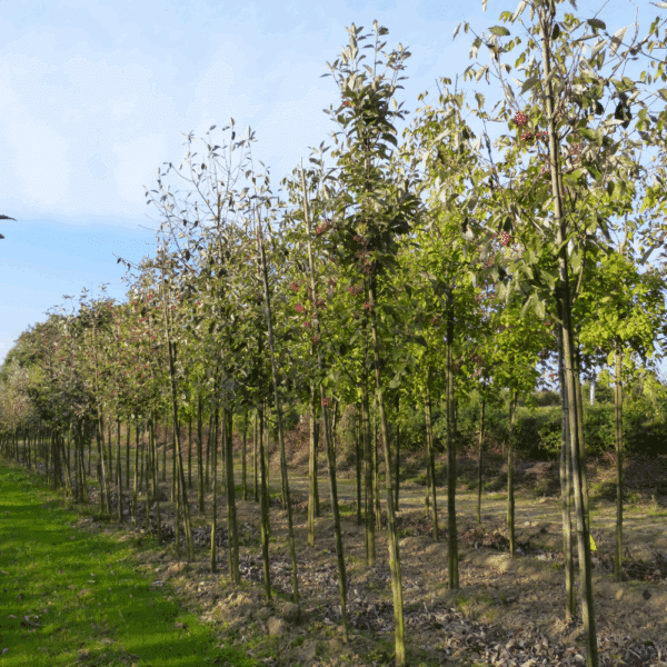 SORBUS aria – Image 2