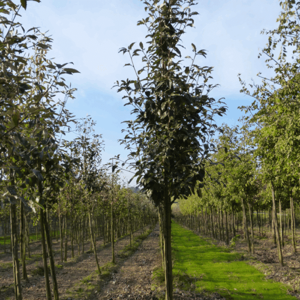 SORBUS aria – Image 6