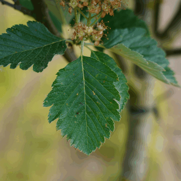 SORBUS aria 'Majestica' – Image 3