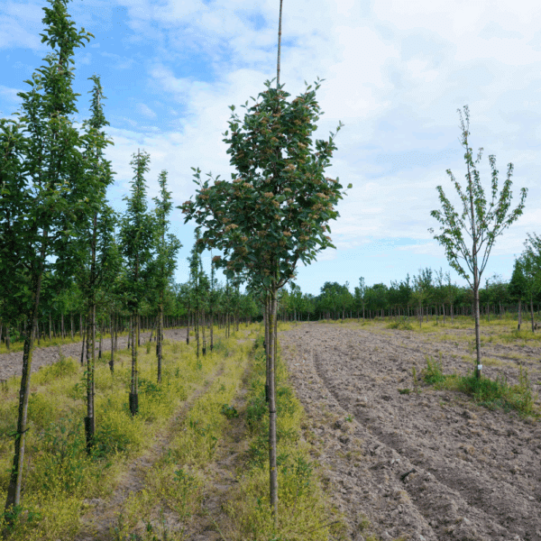 SORBUS aria 'Majestica' – Image 2