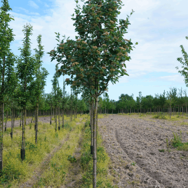 SORBUS aria 'Majestica' – Image 4