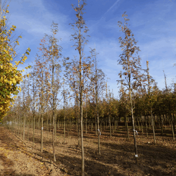 SORBUS aucuparia – Image 4