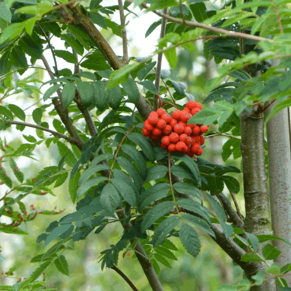 SORBUS aucuparia – Image 10
