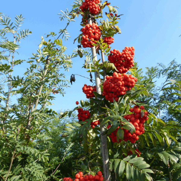 SORBUS aucuparia – Image 2