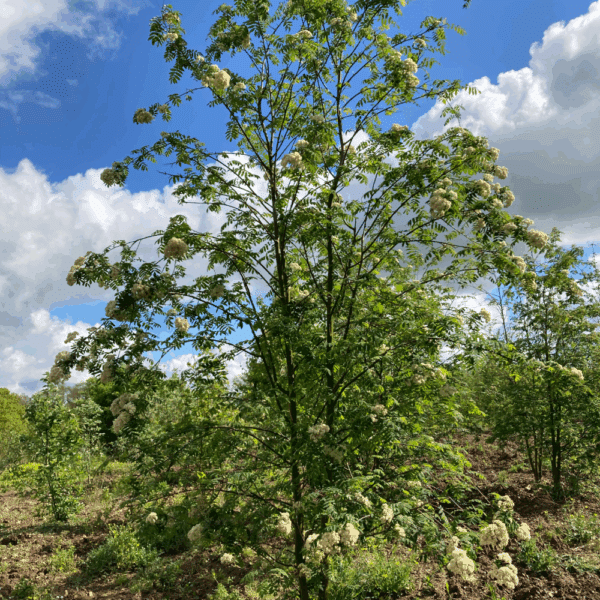 SORBUS aucuparia – Image 9