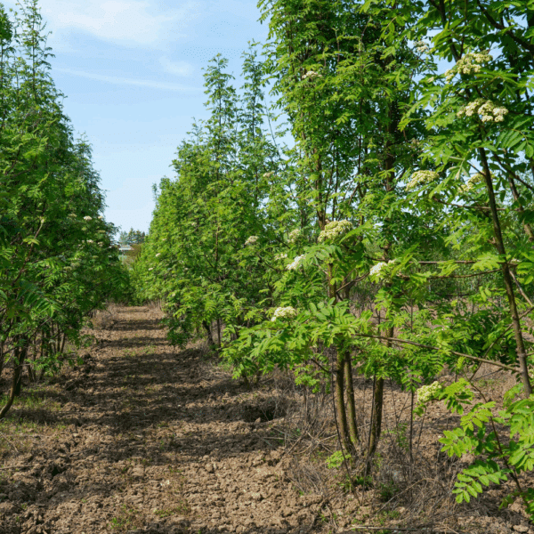 SORBUS aucuparia – Image 8
