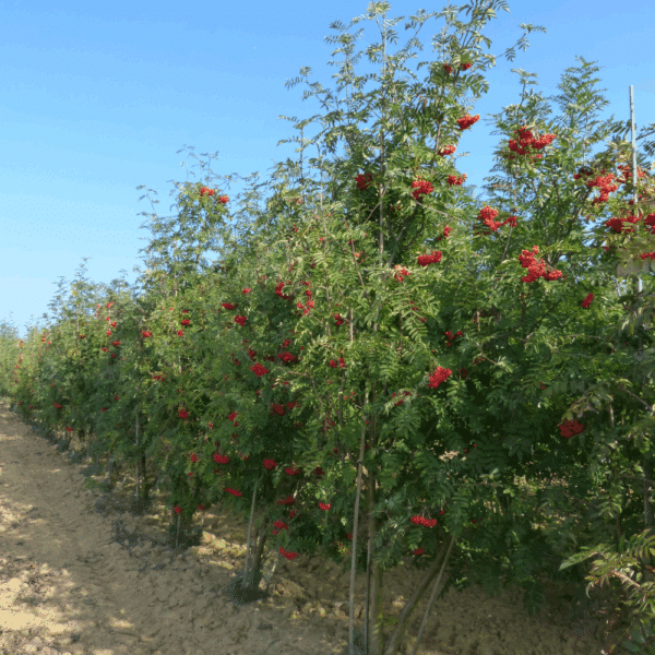SORBUS aucuparia – Image 7