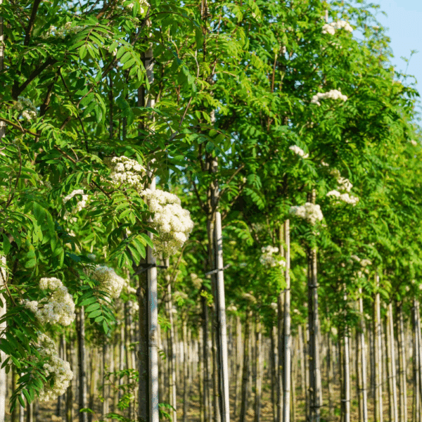 SORBUS aucuparia – Image 3