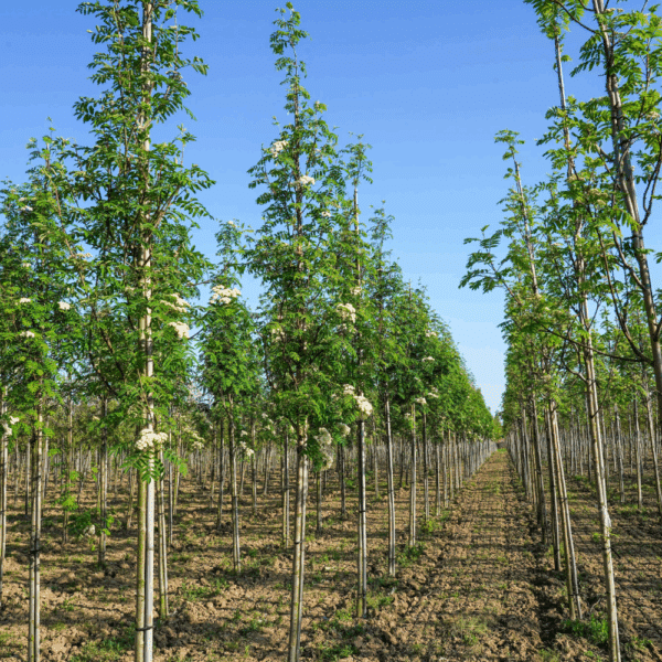 SORBUS aucuparia – Image 6