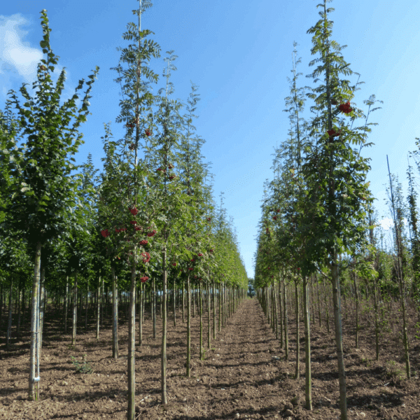 SORBUS aucuparia – Image 5