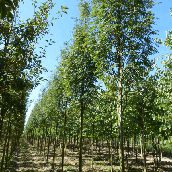 SORBUS aucuparia 'Edulis' – Image 4