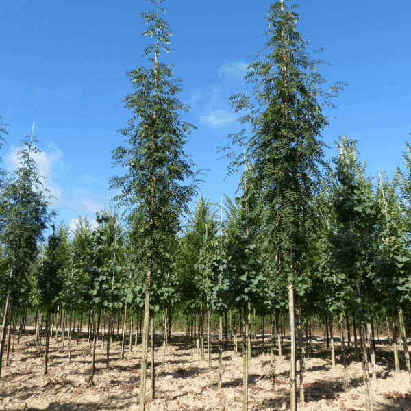 SORBUS aucuparia 'Edulis' – Image 3